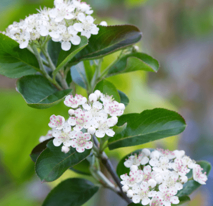 Black chokeberry(Aronia melanocarpa)