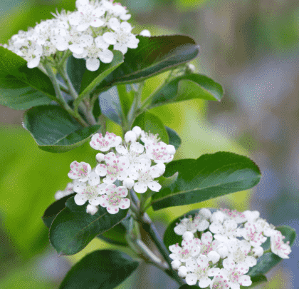 Black chokeberry(Aronia melanocarpa)