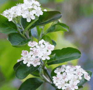 Black chokeberry(Aronia melanocarpa)