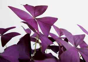 False shamrock(Oxalis triangularis)