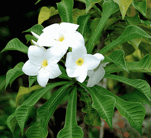 Bridal bouquet(Plumeria pudica)