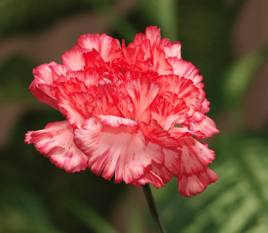 Carnation
