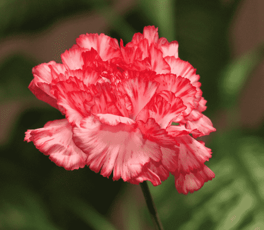 Carnation