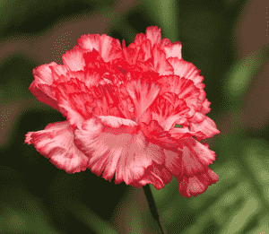 Carnation(Dianthus caryophyllus)