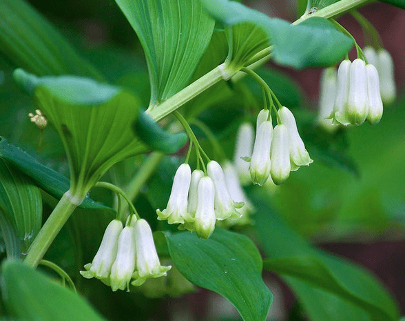 Smooth solomon's-seal