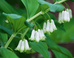 Smooth solomon's-seal(Polygonatum biflorum)