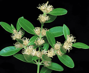 Balearic box(Buxus balearica)