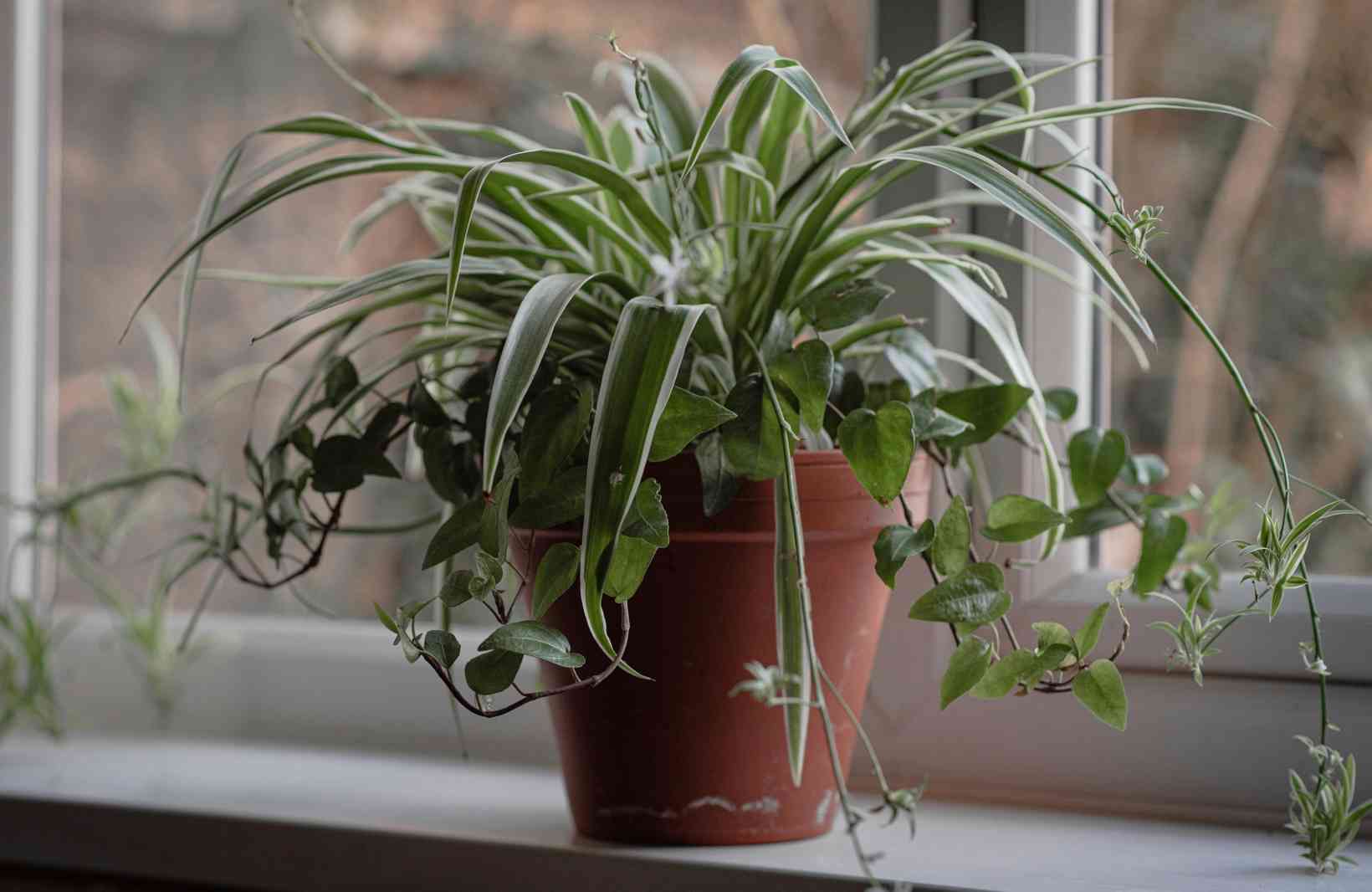 Spider plant