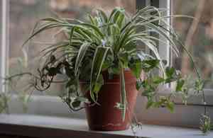 Spider plant (Chlorophytum comosum)