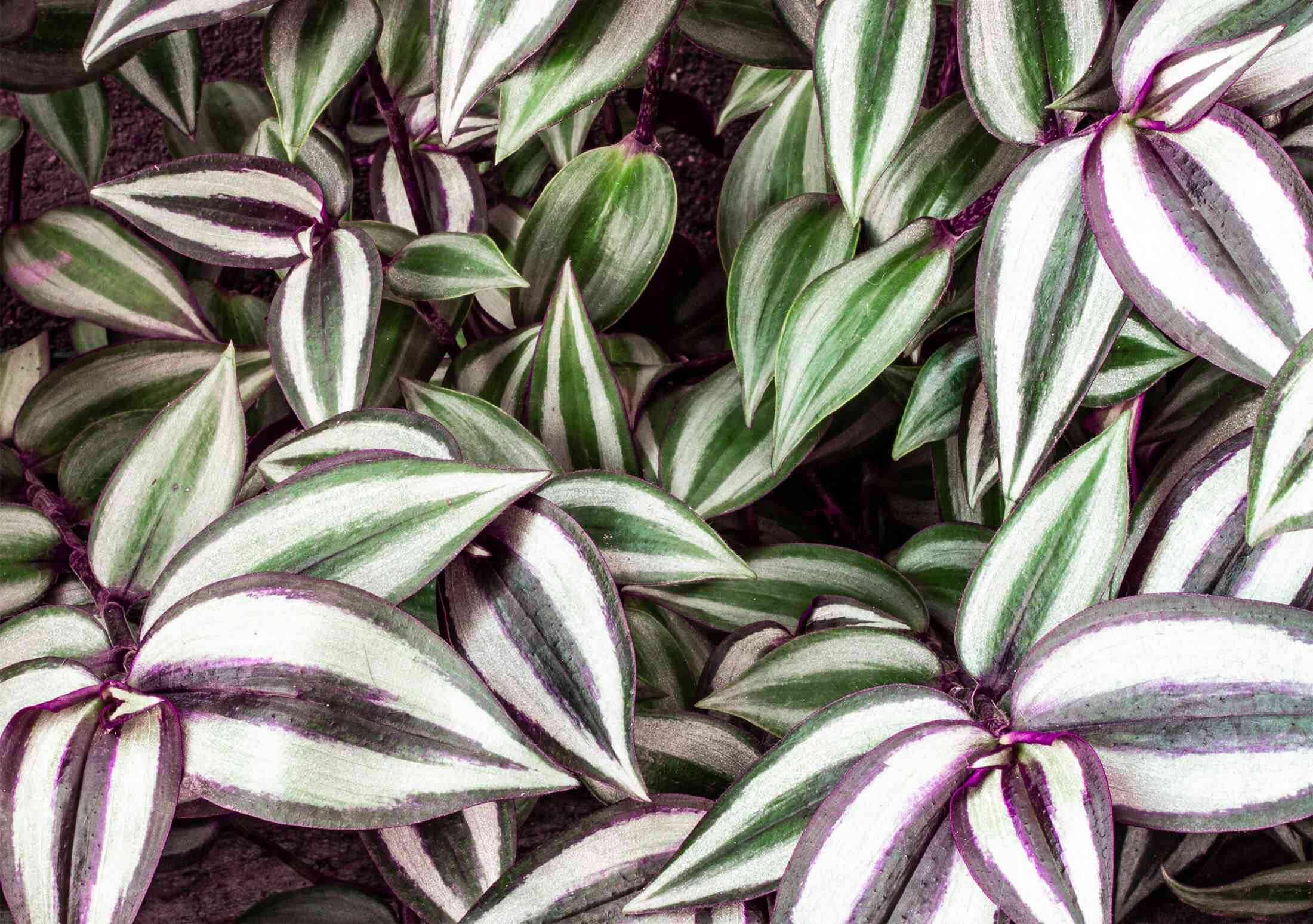 Silver inch plant(Tradescantia zebrina)