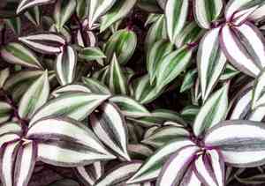 Silver inch plant(Tradescantia zebrina)