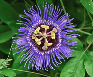Maypop(Passiflora incarnata)