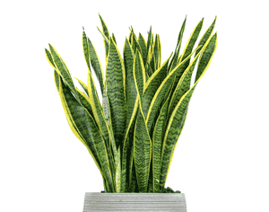 Dracaena trifasciata(Dracaena trifasciata)