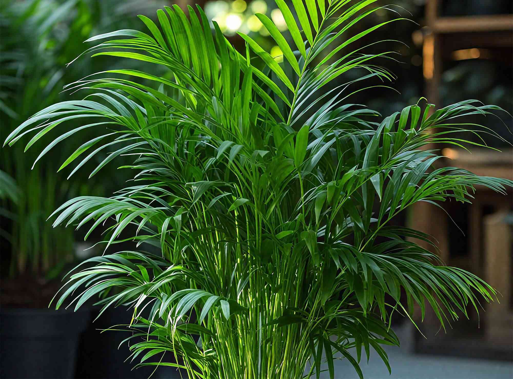 Parlor palm