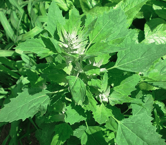 Lambsquarters