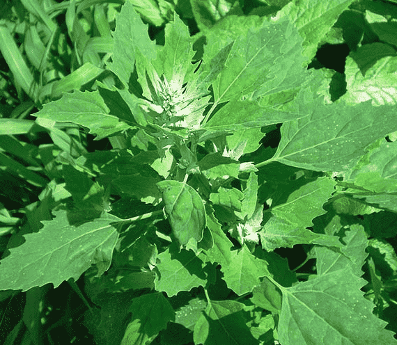 Lambsquarters
