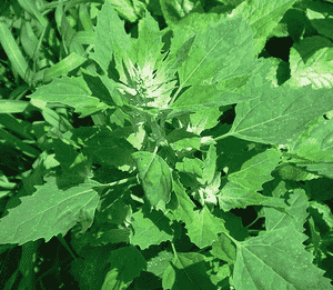 Lambsquarters(Chenopodium album)