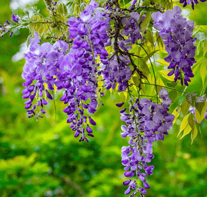 Wisterias (Wisteria)(Wisteria)