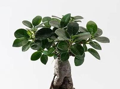 Indian Laurel