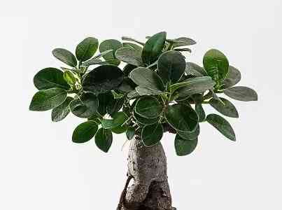 Indian Laurel