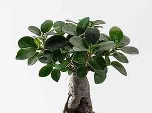 Indian Laurel(Ficus microcarpa)