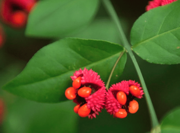 American Strawberry bush