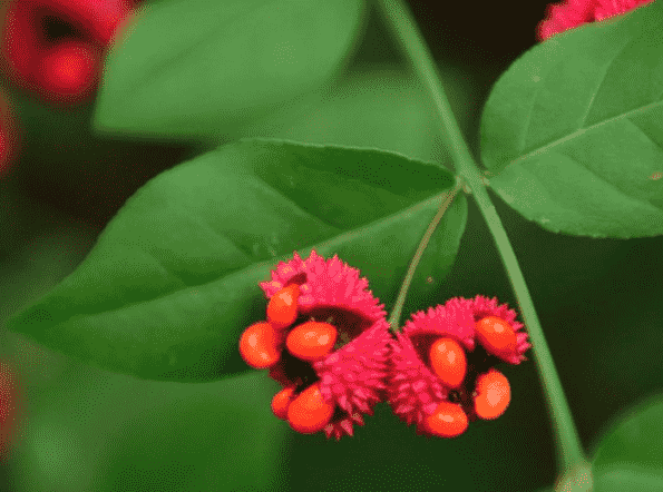 American Strawberry bush