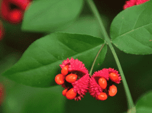 American Strawberry bush(Euonymus americanus)