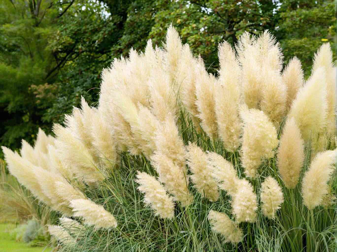 Finestem needlegrass