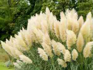 Finestem needlegrass(Nassella tenuissima)