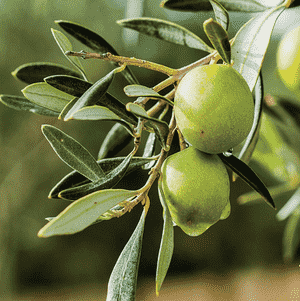 Olive(Olea europaea)