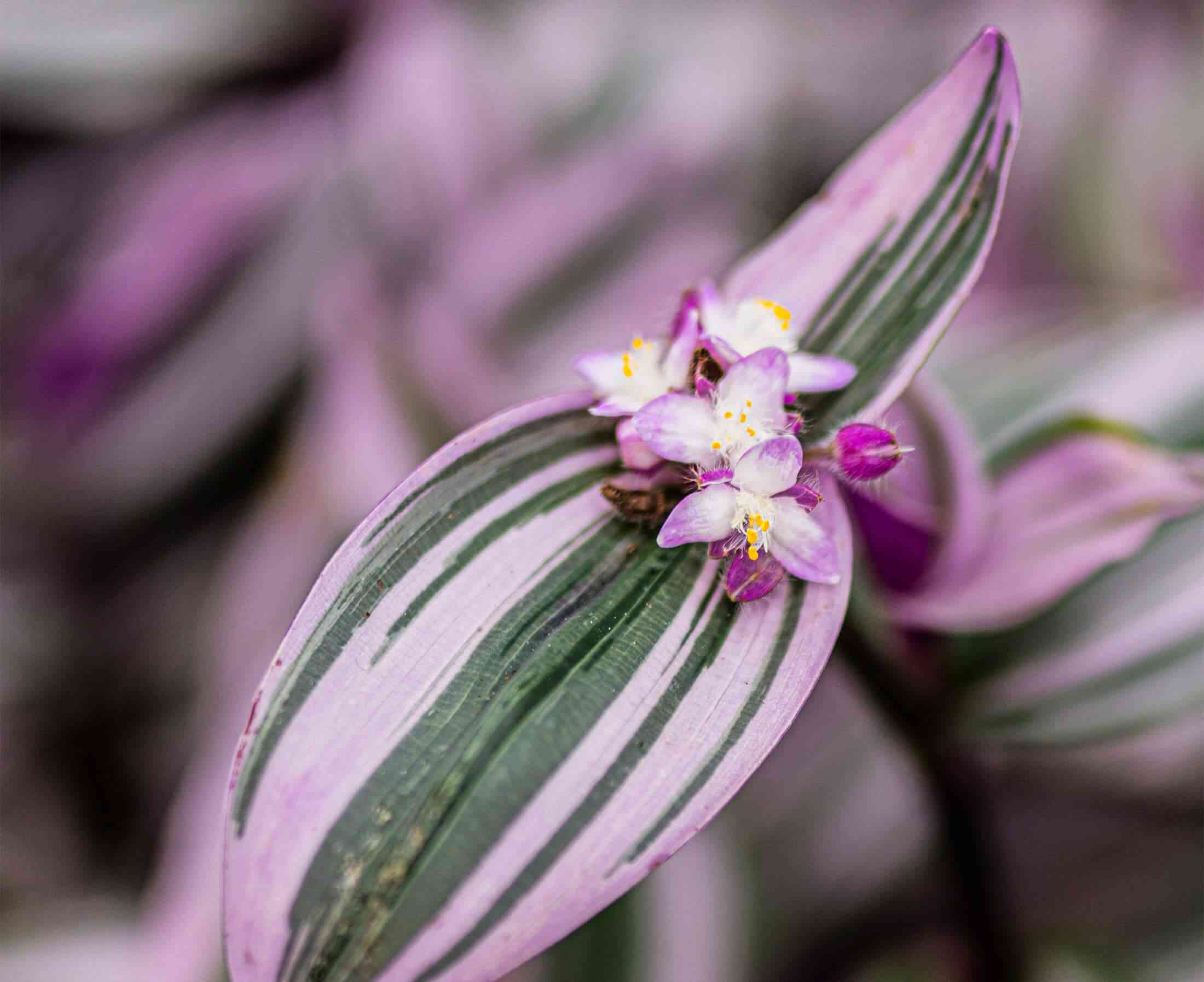Silver inch plant
