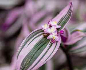 Silver inch plant(Tradescantia zebrina)
