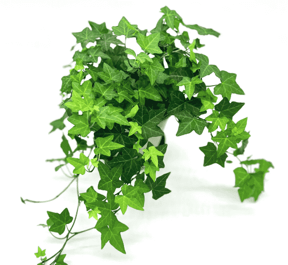 English ivy(Hedera helix)