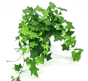 English ivy(Hedera helix)