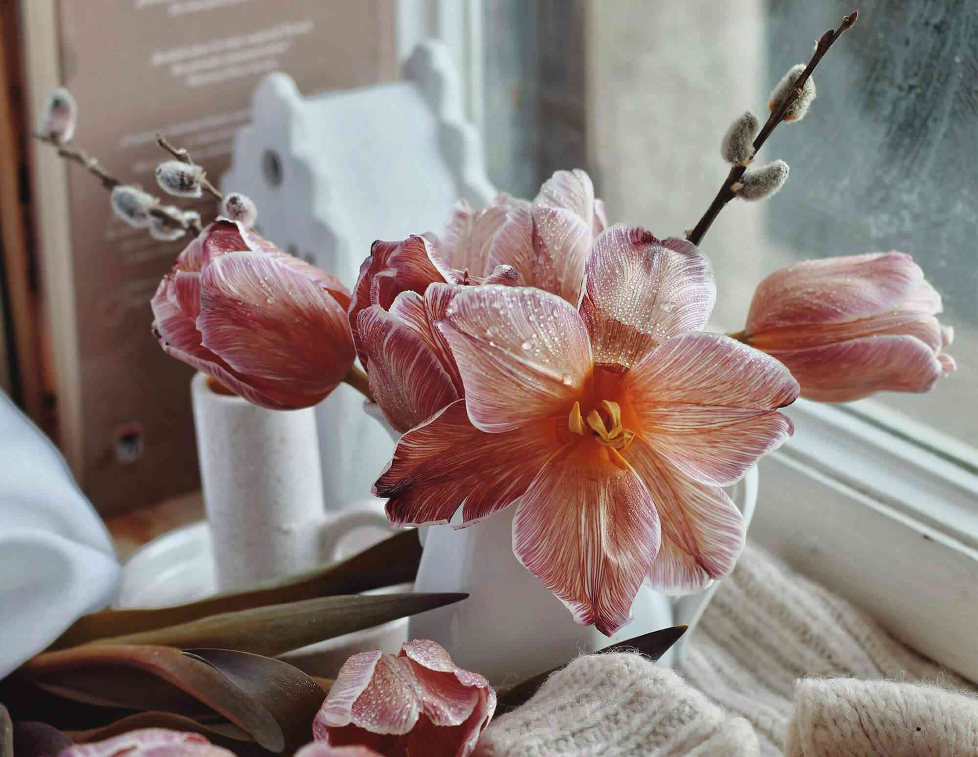 Belladonna lily(Amaryllis belladonna)