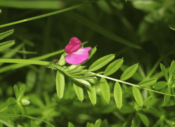 Common vetch