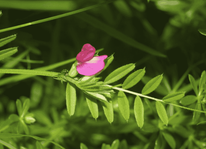 Common vetch