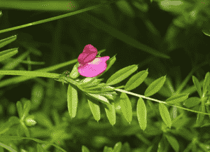 Common vetch(Vicia sativa)