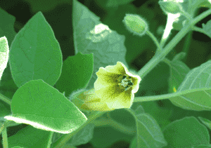 Clammy ground cherry(Physalis heterophylla)