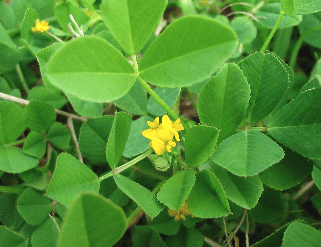Bur clover