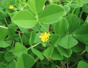 Bur clover(Medicago polymorpha)