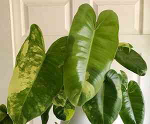 Philodendron Fat Boy(Philodendron martianum)
