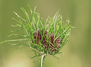 Wild garlic(Allium vineale)
