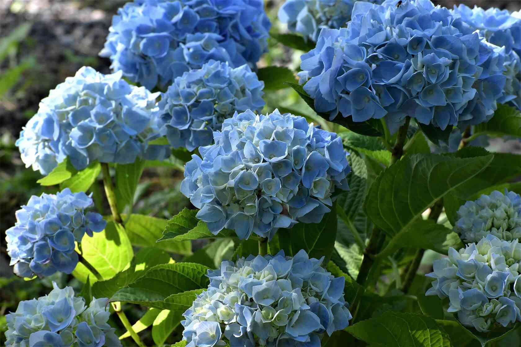 Bigleaf hydrangea(Hydrangea macrophylla)