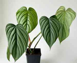 Black gold philodendron(Philodendron melanochrysum)