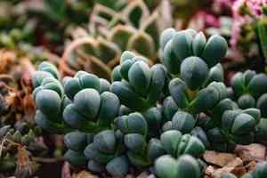 Mexican snow ball(Echeveria elegans)