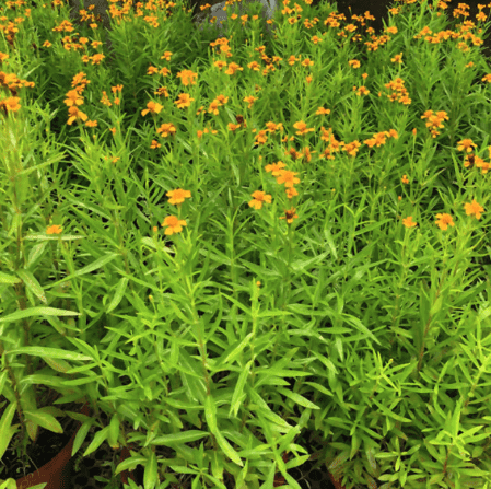Tarragon