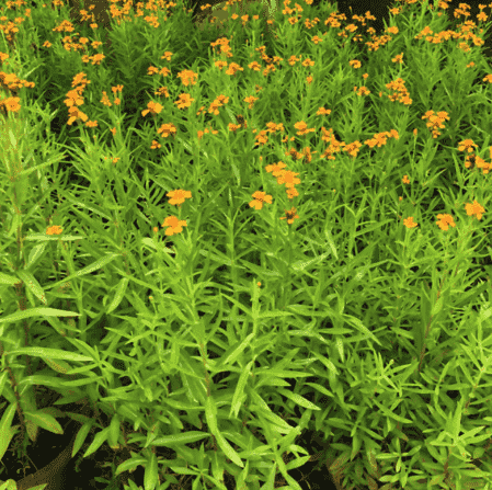 Tarragon