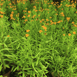 Tarragon(Artemisia dracunculus)